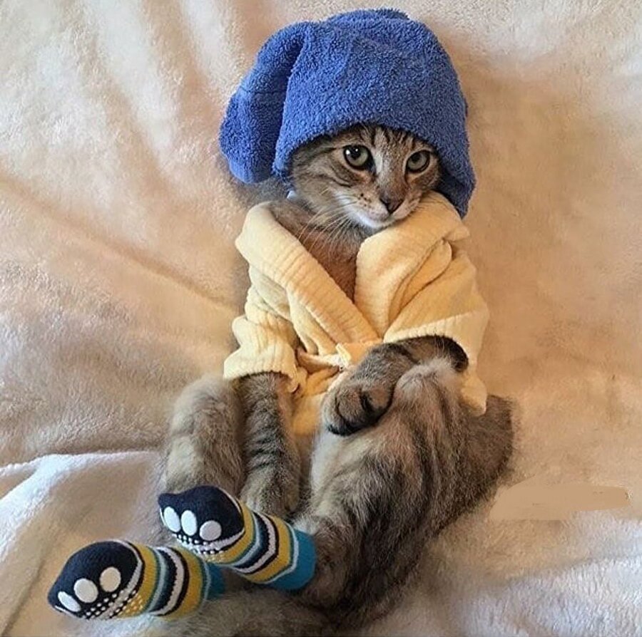 Кот в пижаме