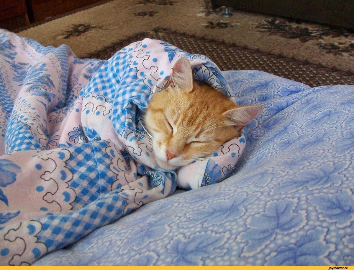 Кот спит под одеялом