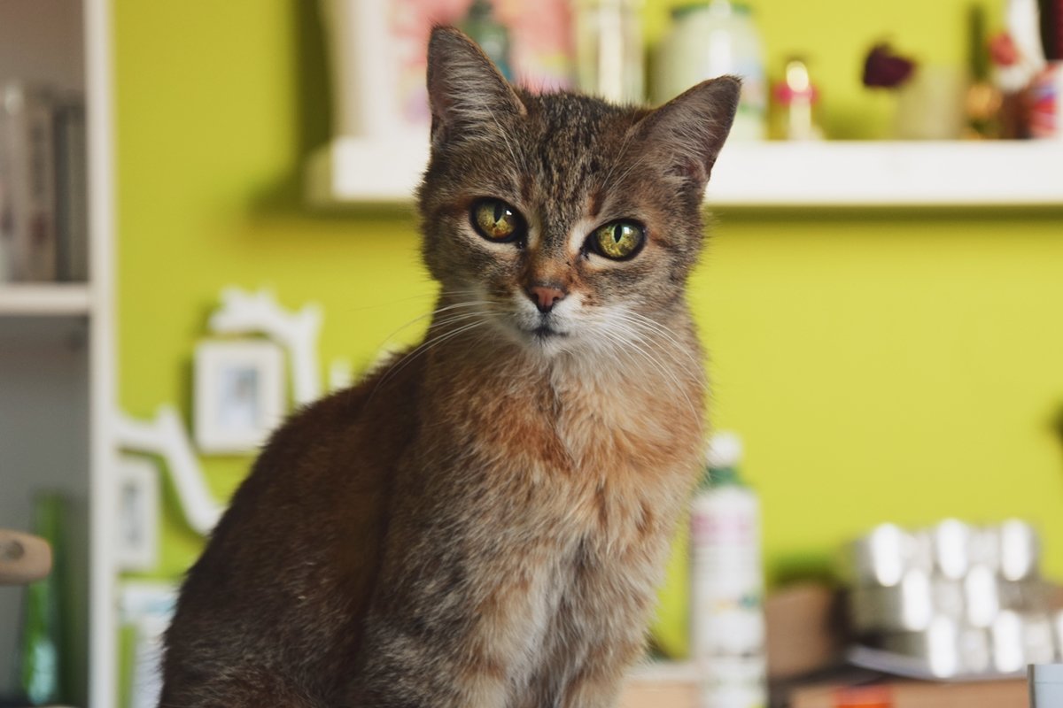 Кошка с глазами дракона