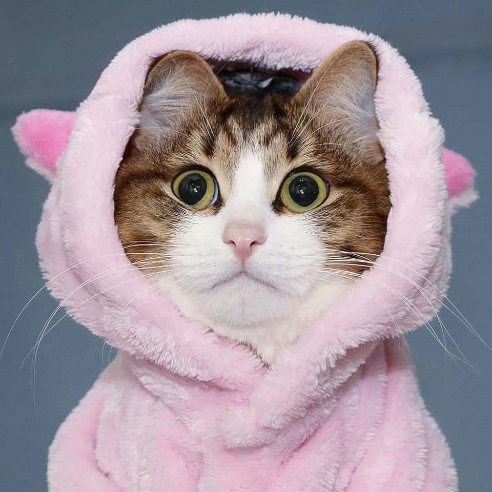 Кот Рекси из лайка