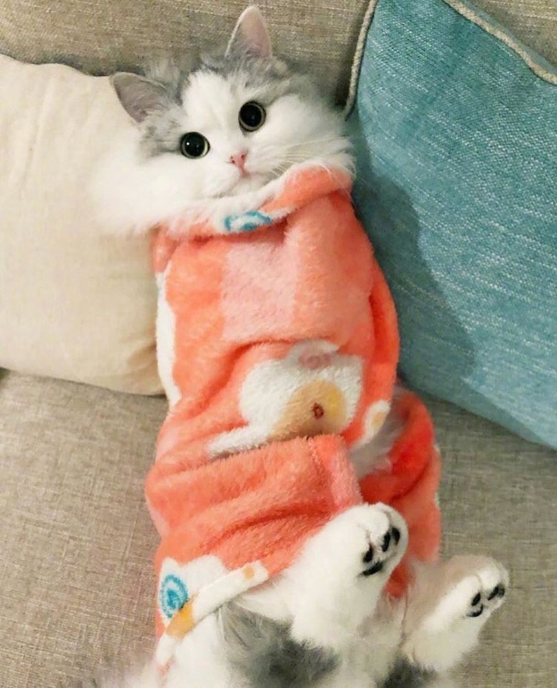 Котик завернутый в одеяло