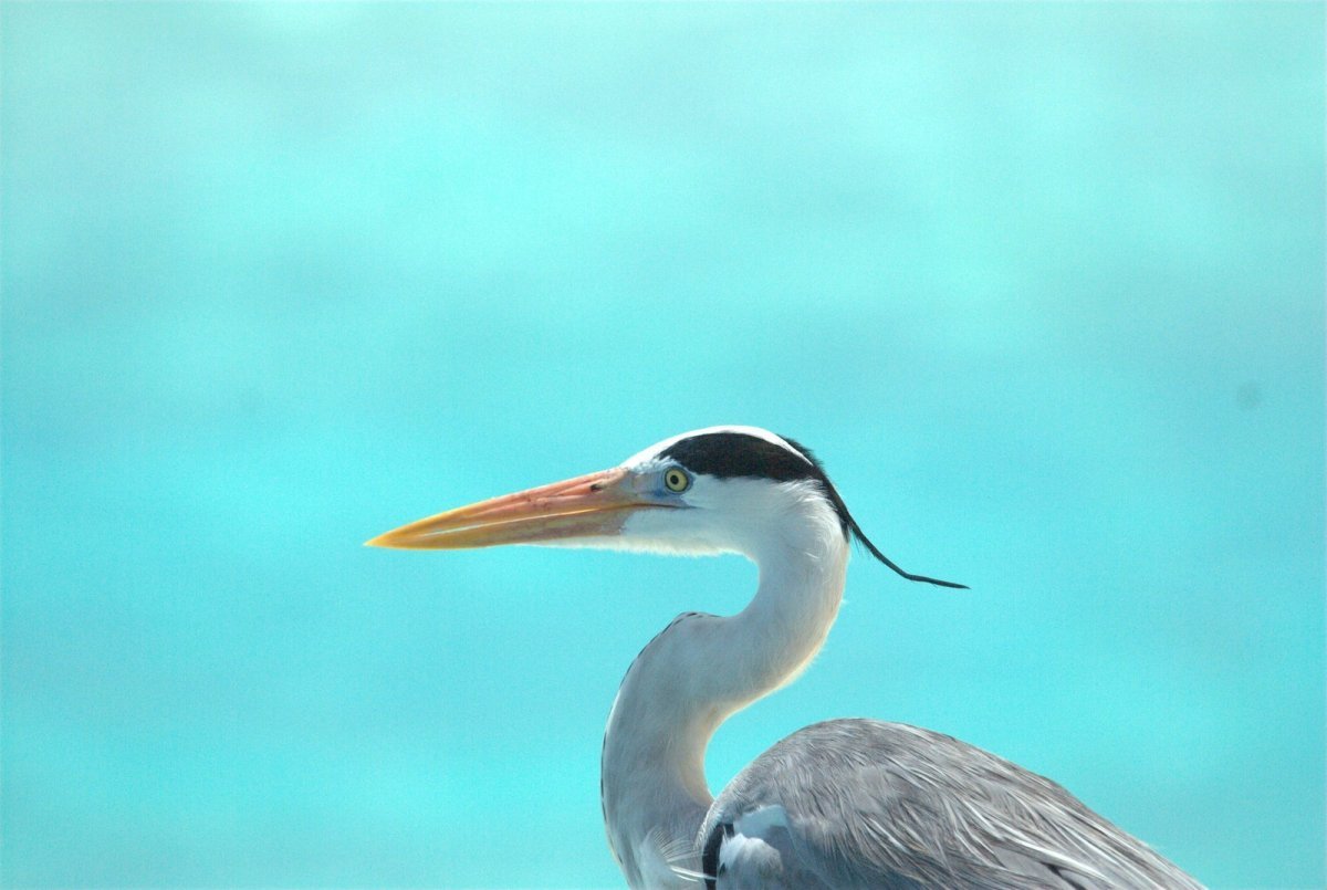 Белые птицы на Мальдивах
