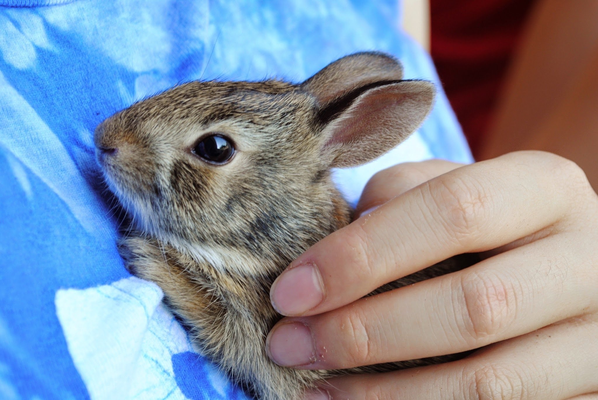 Домашний маленький кролик. Кролик. Маленькие крольчата. Кролик фото. Земляной кролик.