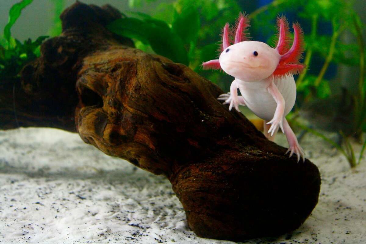 Тритон аквариумный аксолотль