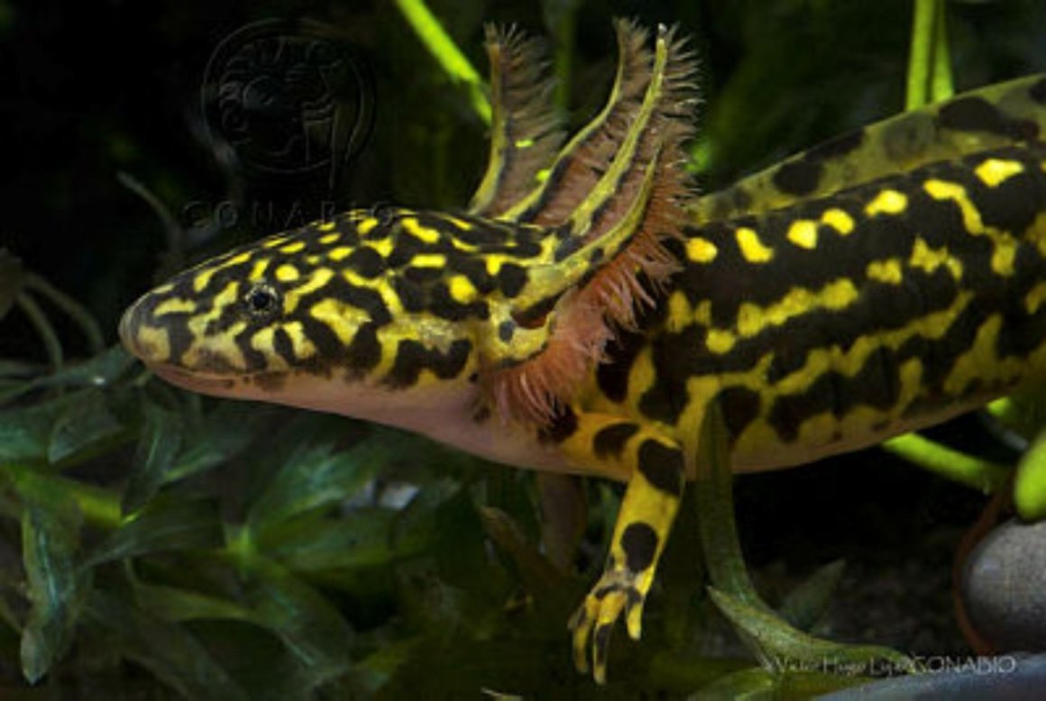 Амбистома и аксолотль