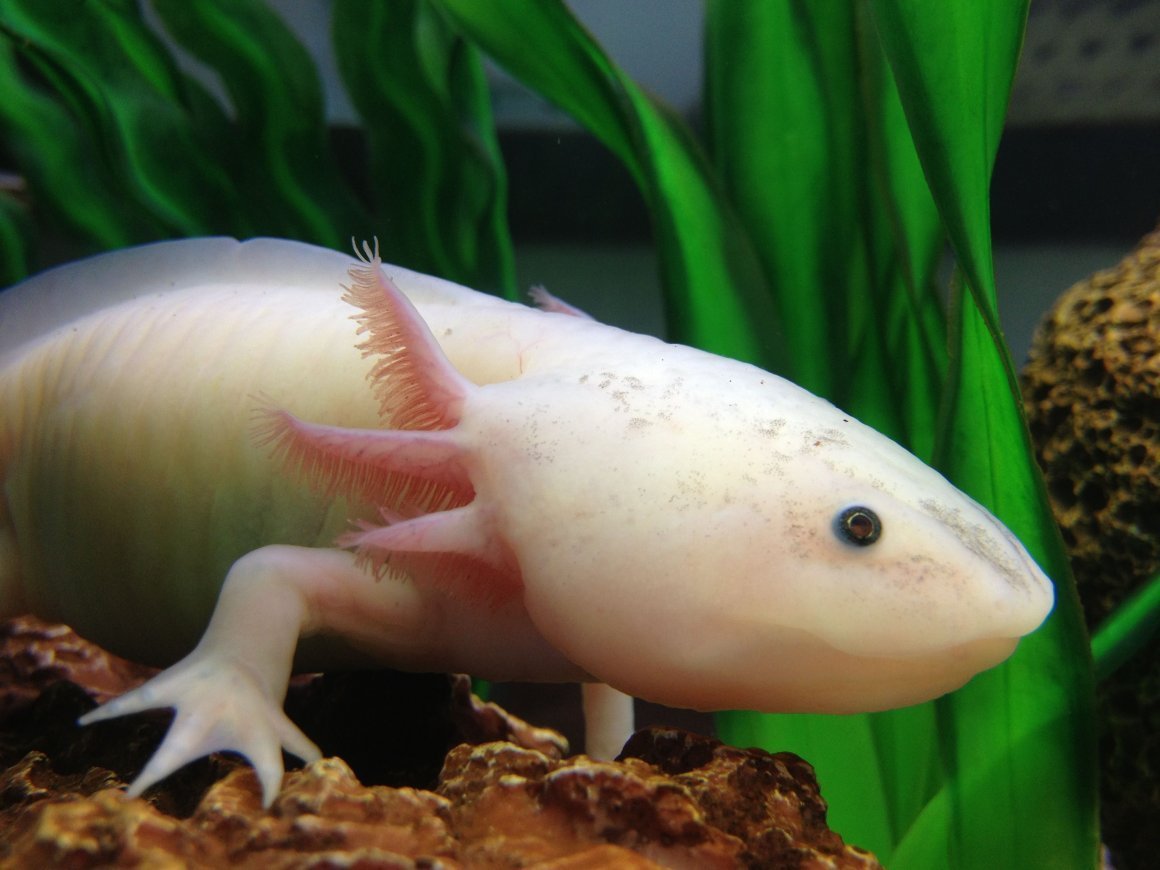 Аквариумная рыбка аксолотль
