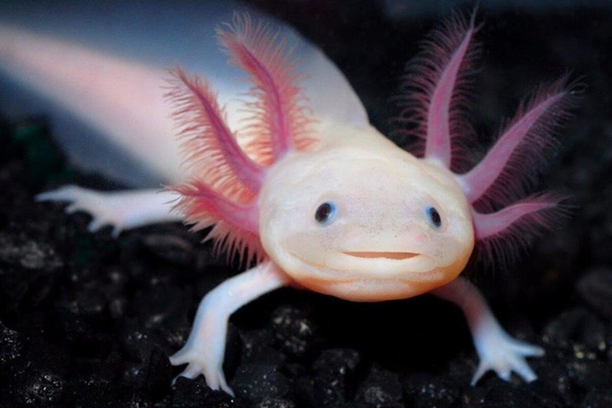 Мексиканская саламандра аксолотль