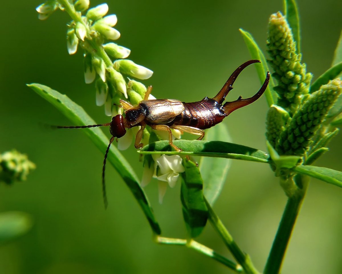 Жук уховертка