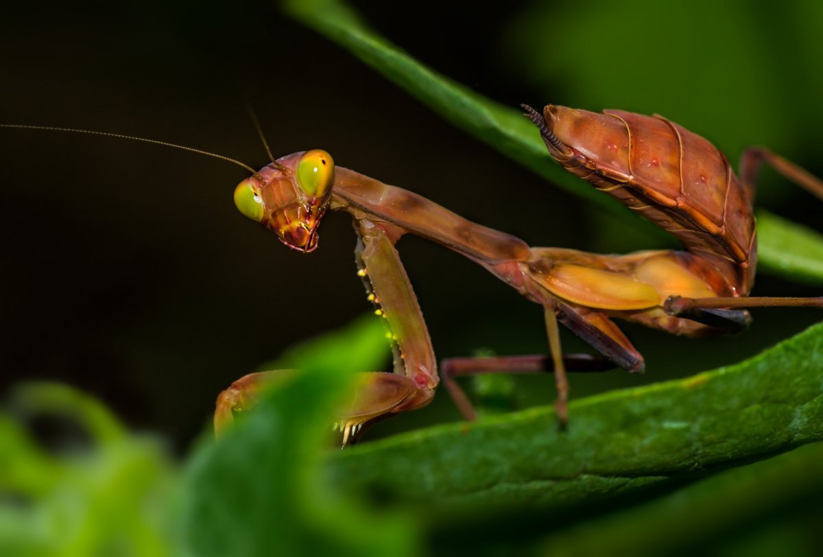 Земляной богомол