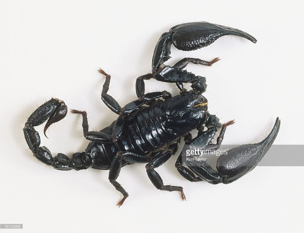 Pandinus Imperator l-2