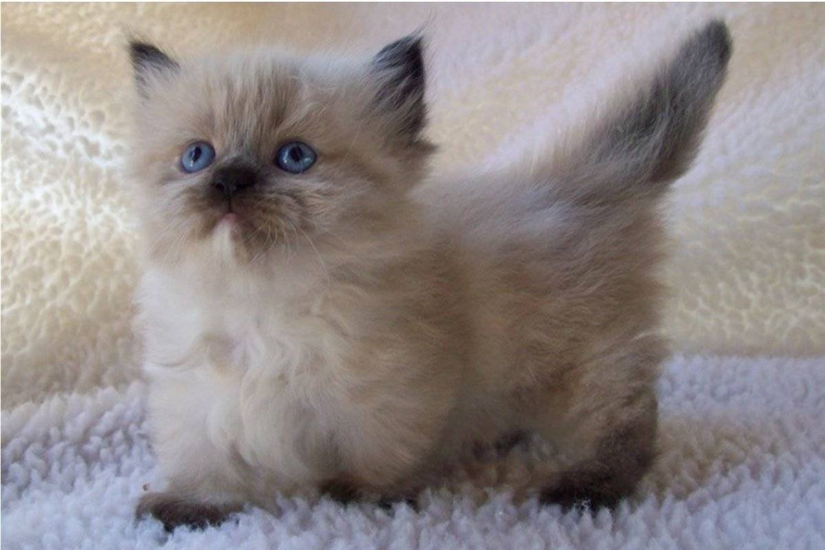 Пушистые мини кошки