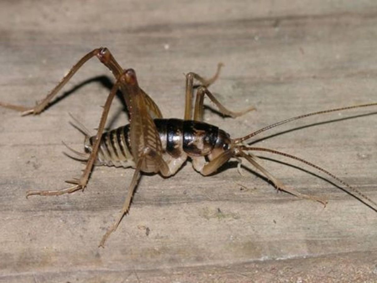 Tachycines asynamorus