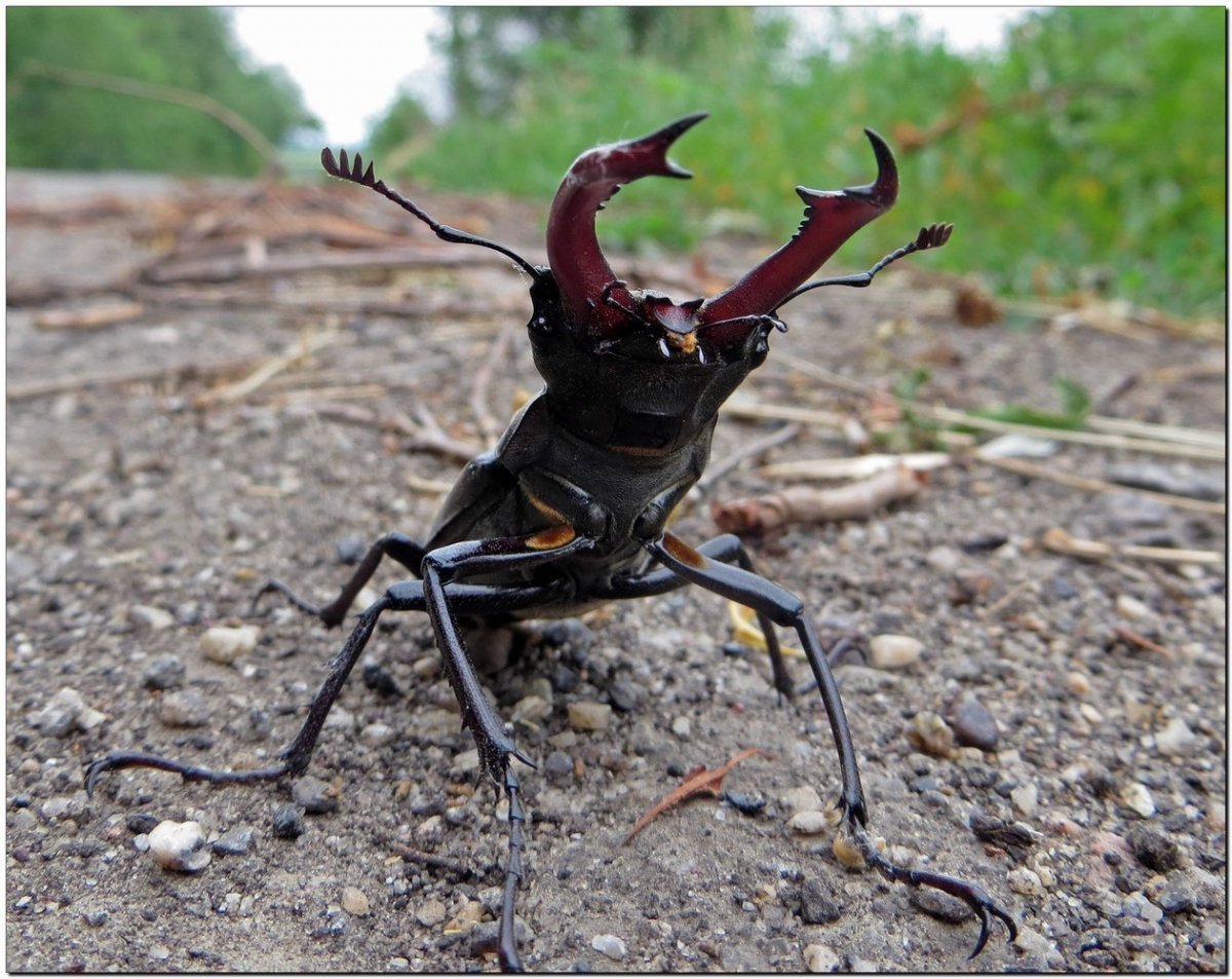 Жук с огромными клешнями