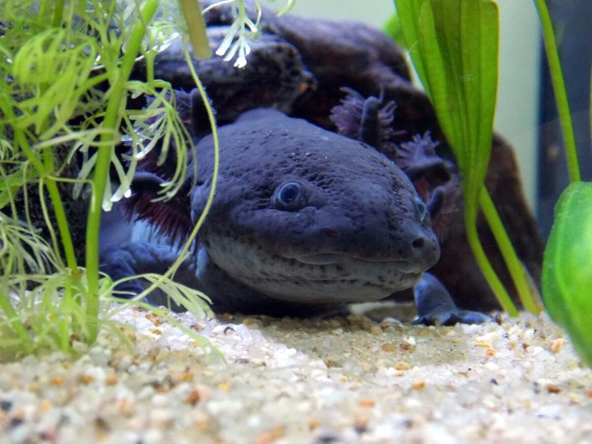 Аксолотль (Ambystoma mexicanum)