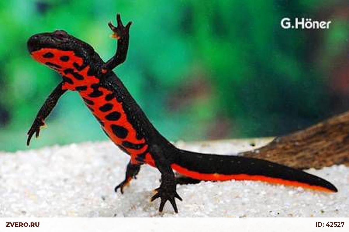 Огненнобрюхий Тритон