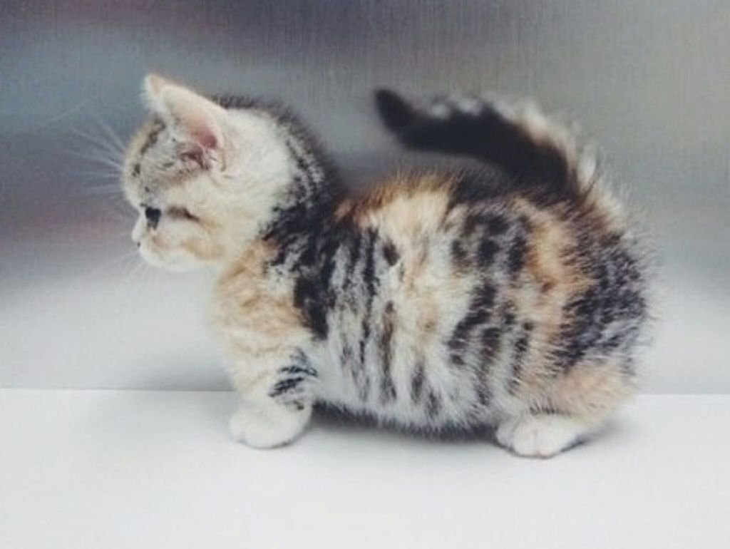 Манчкин серый котенок