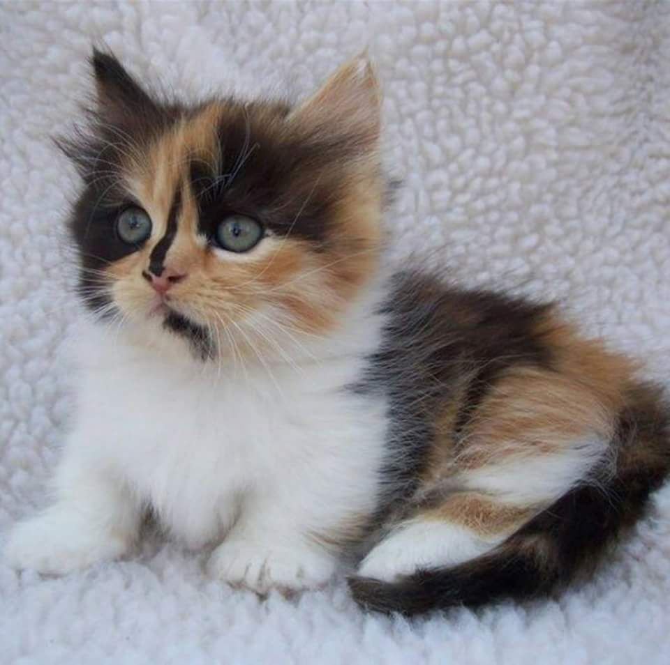 Калико Манчкин