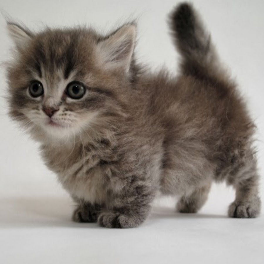 Манчкин кошка пушистая