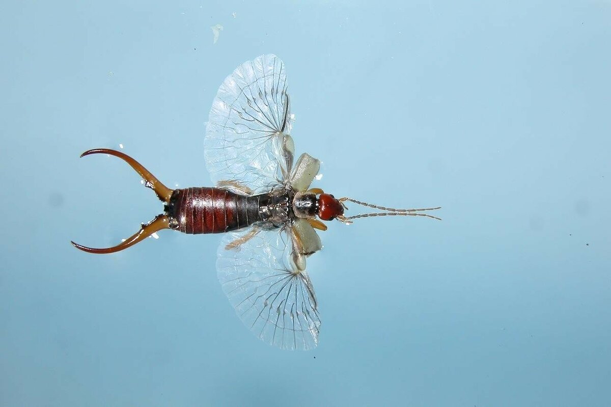 Уховёртка обыкновенная летает