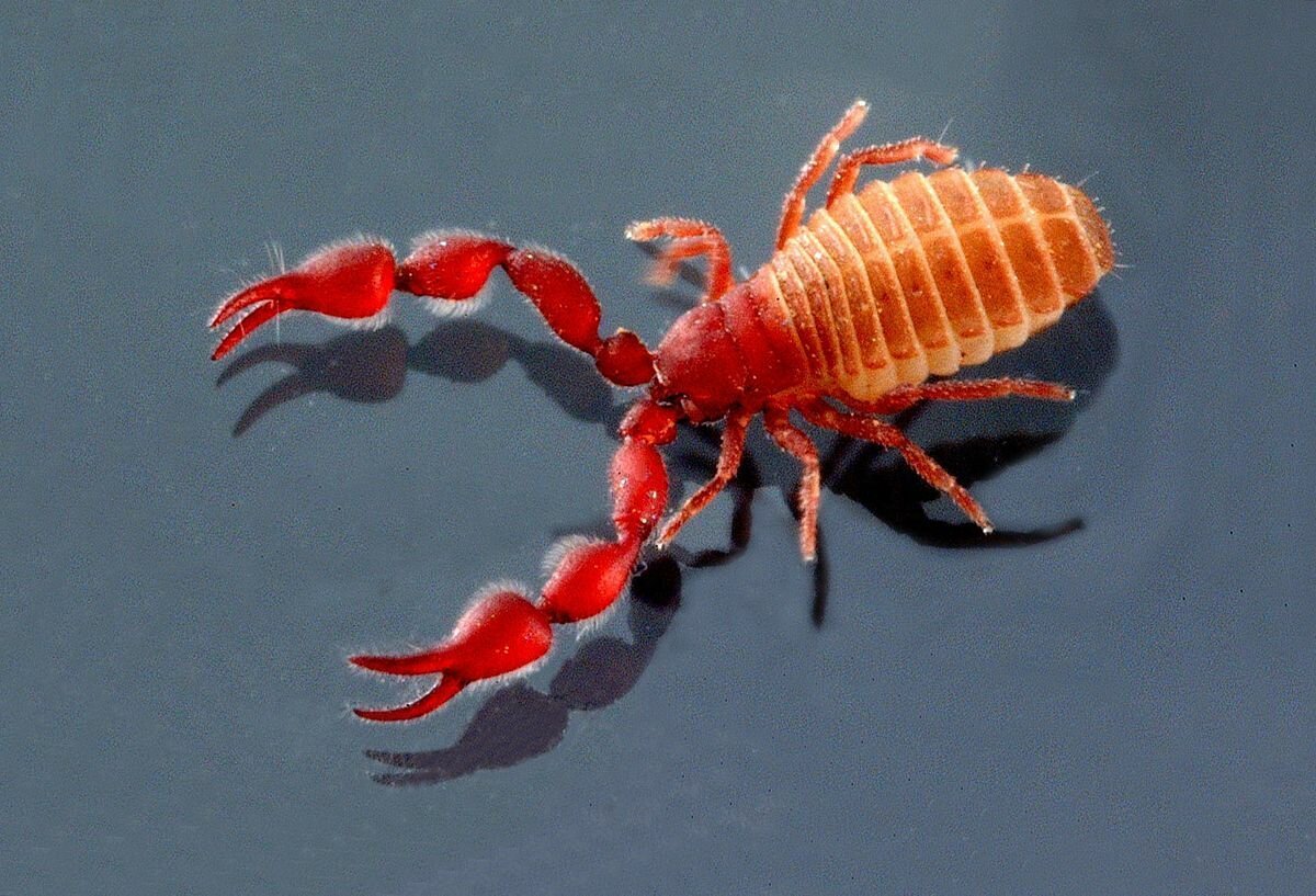 Chelifer cancroides - ложноскорпион