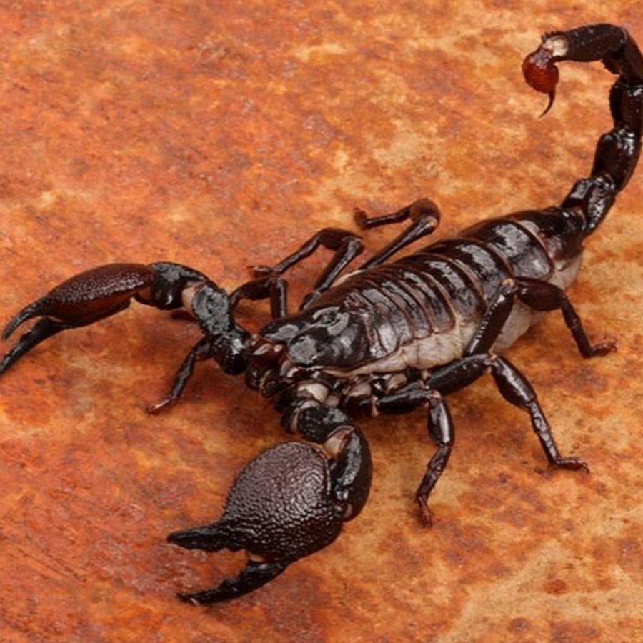 Heterometrus madraspatensis