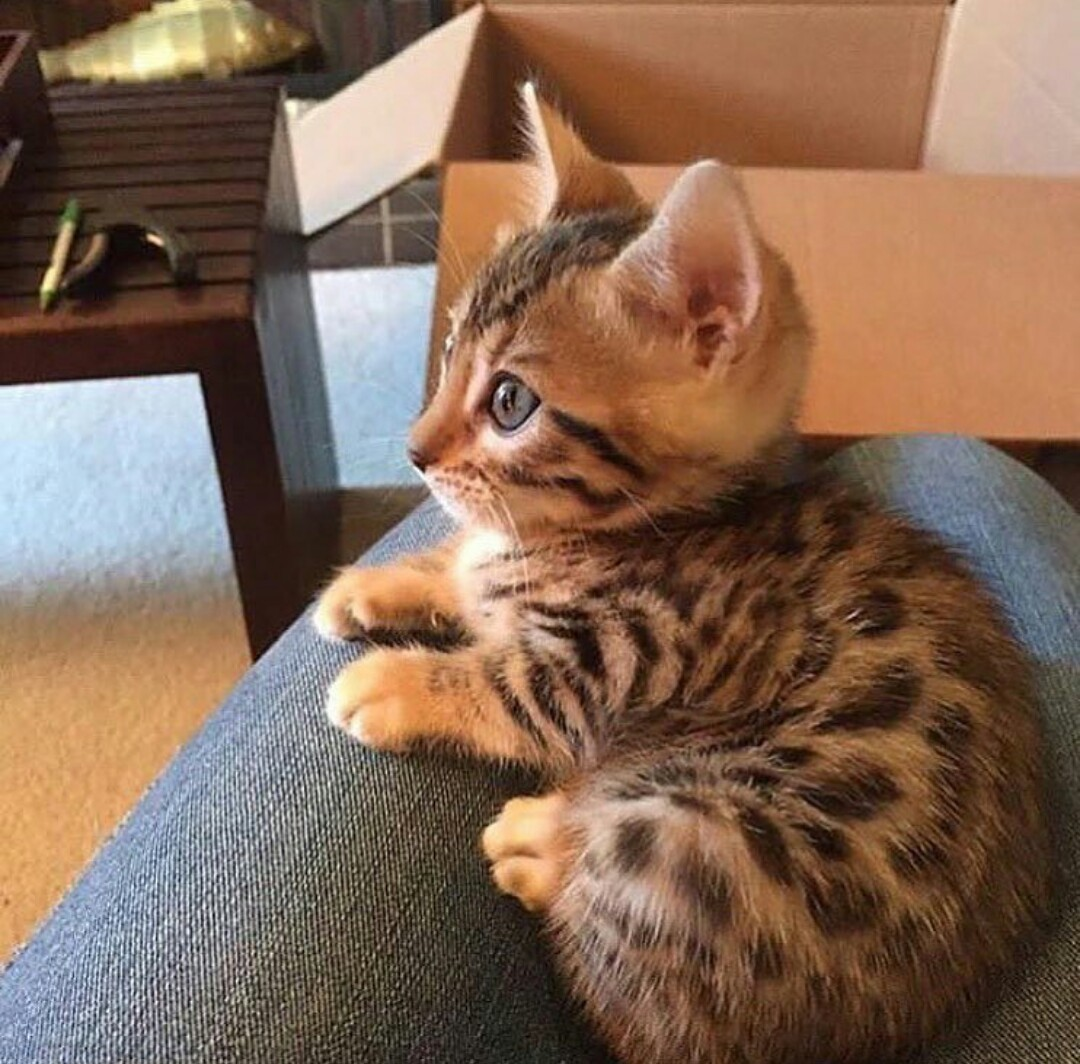 Милые породистые котята