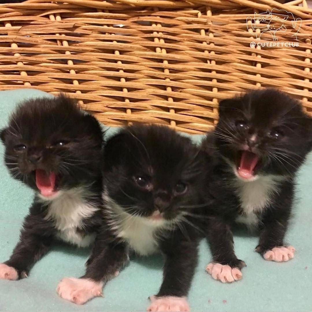 Маленькие Карликовые котята