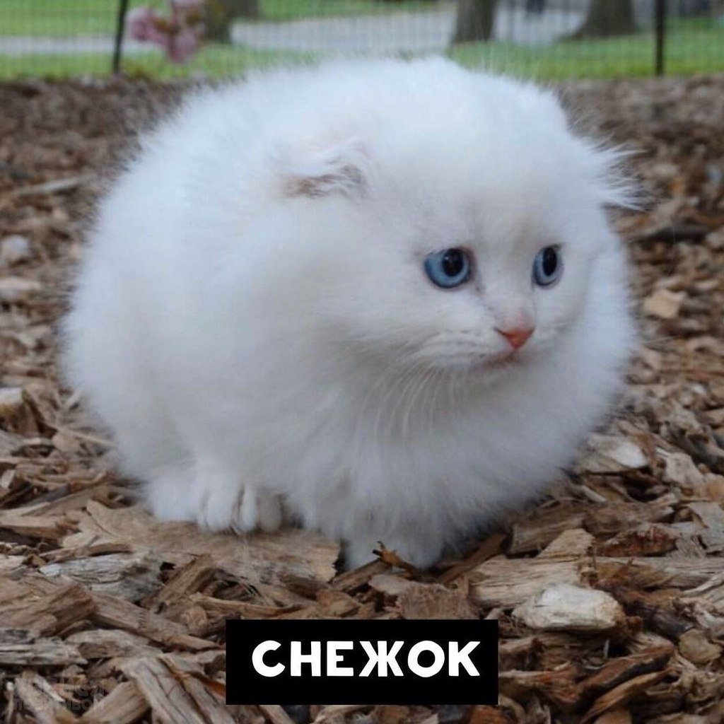 Маленькие кошки которые не растут