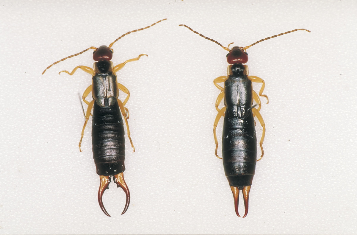 Жук уховёртка двухвостка