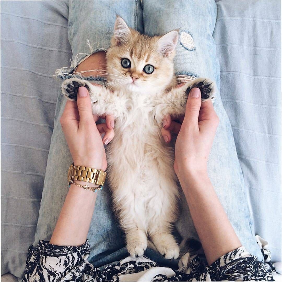 Карликовые кошки в руках