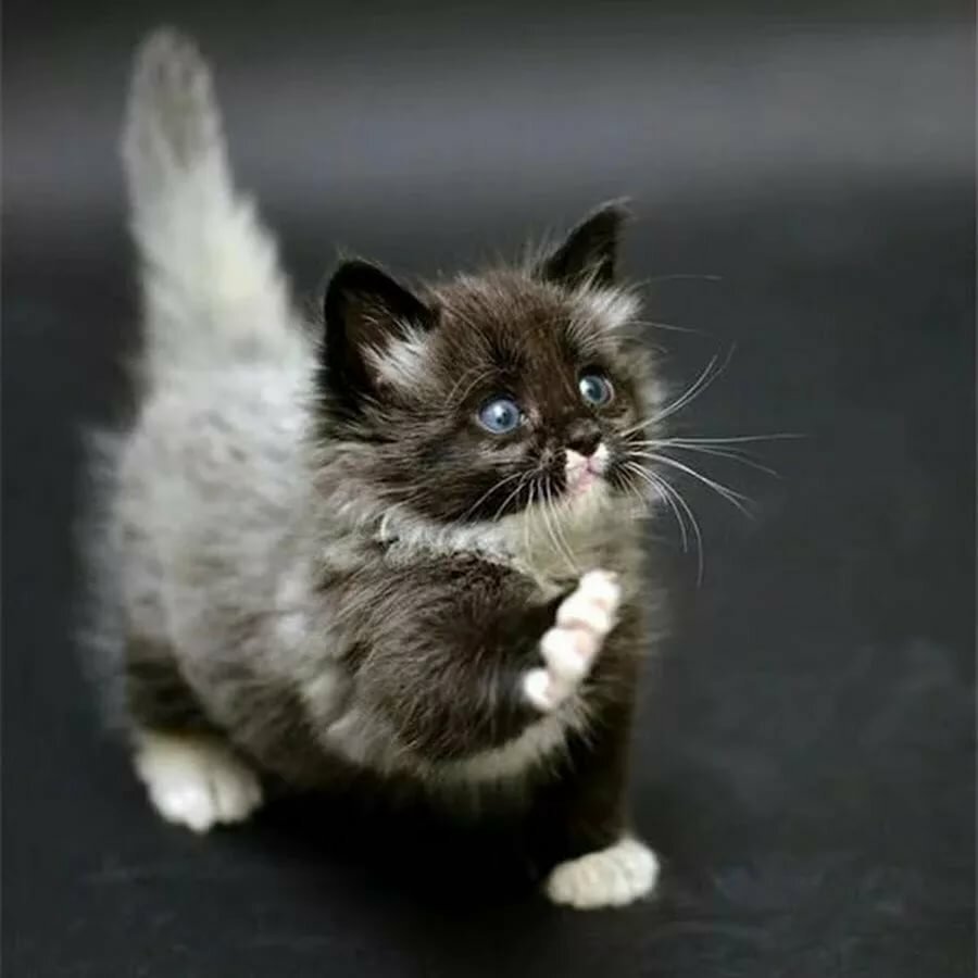 Манчкин (порода кошек)