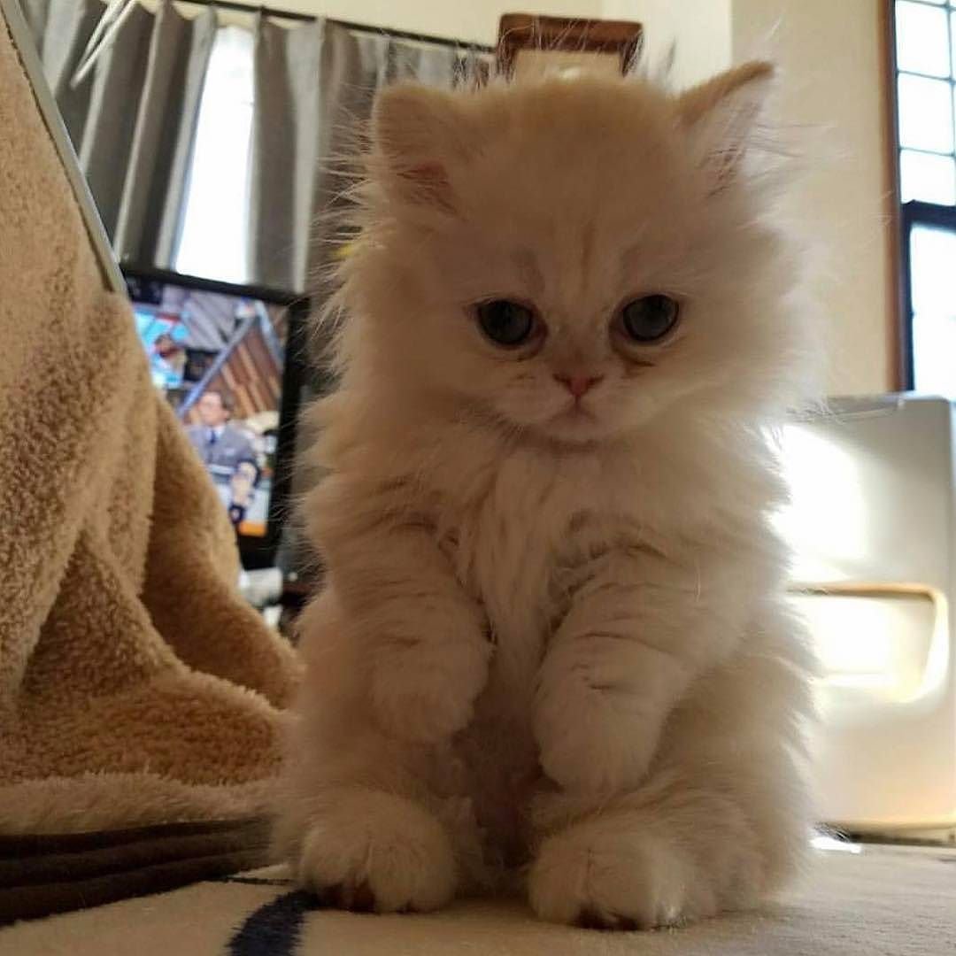 Смешные пушистые котята