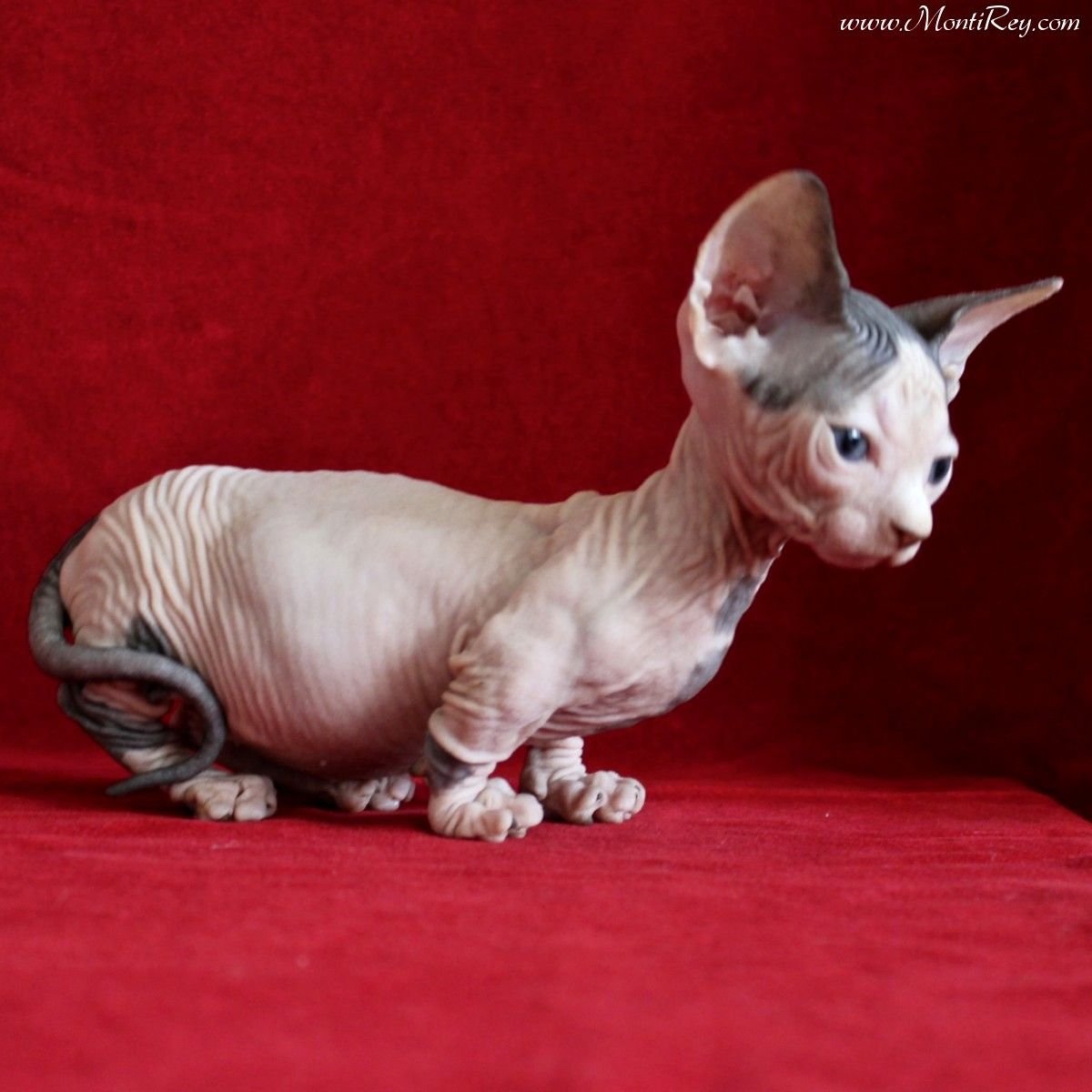 Сфинкс Минскин