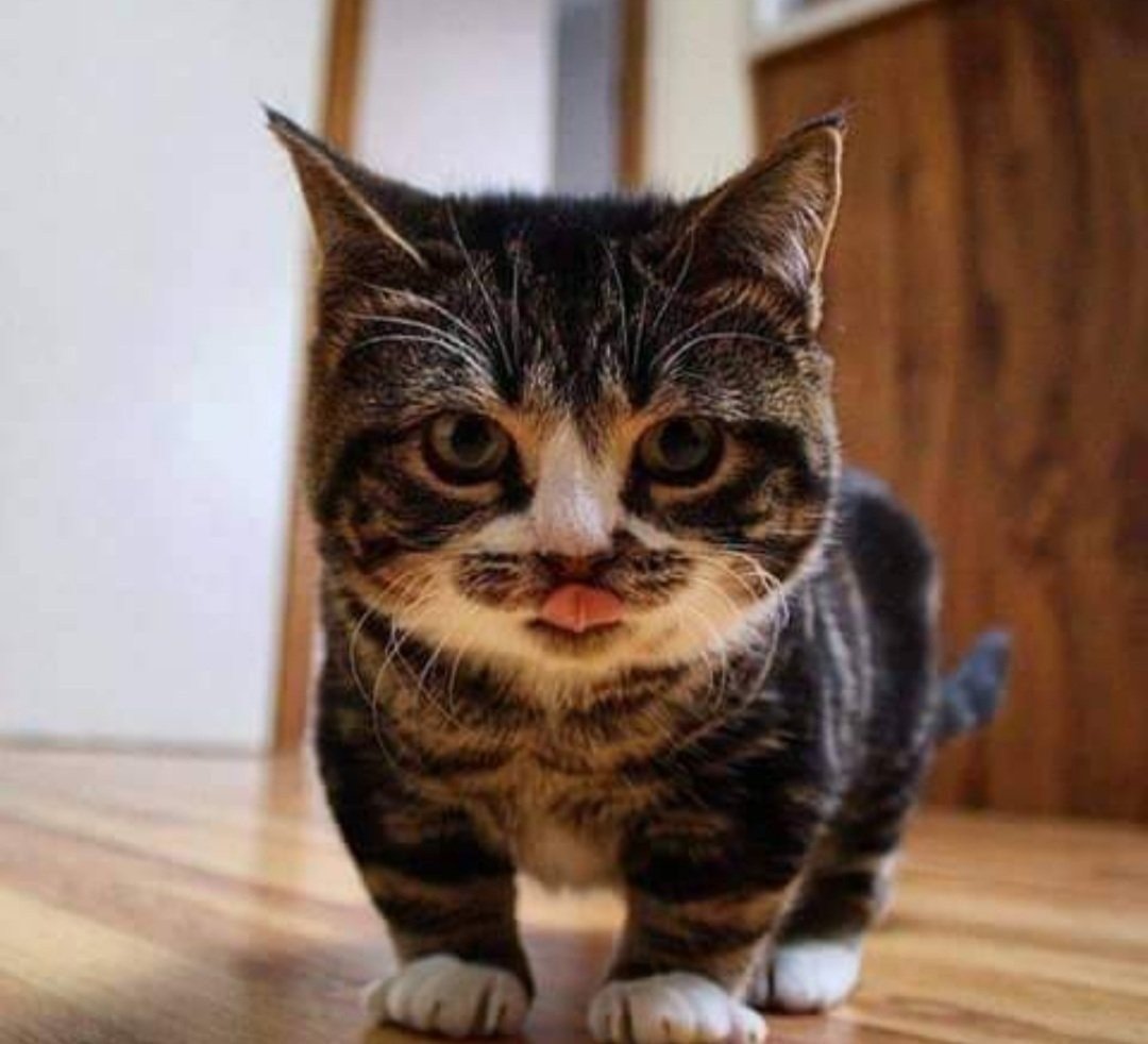 Низкорослые коты