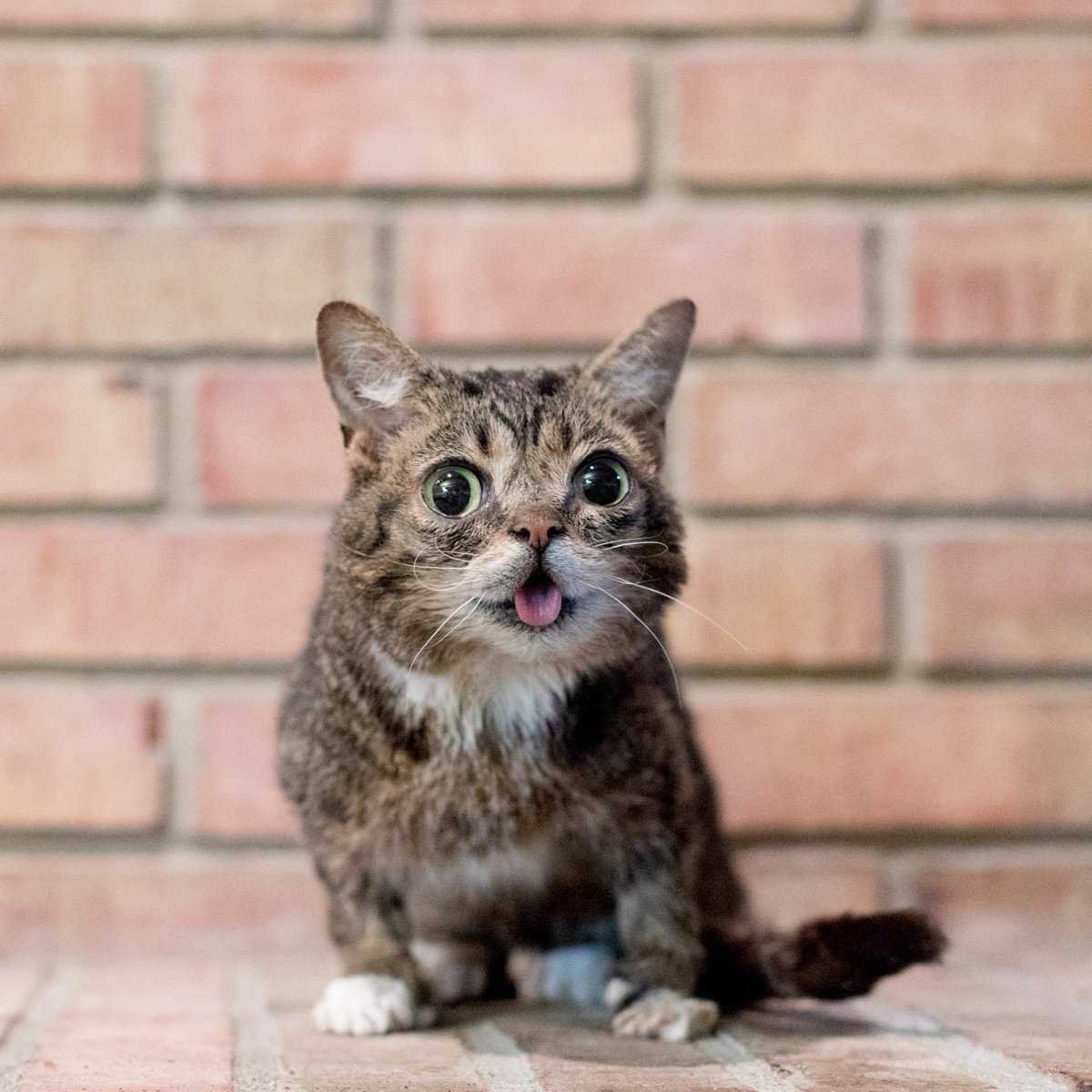 Карликовый Манчкин