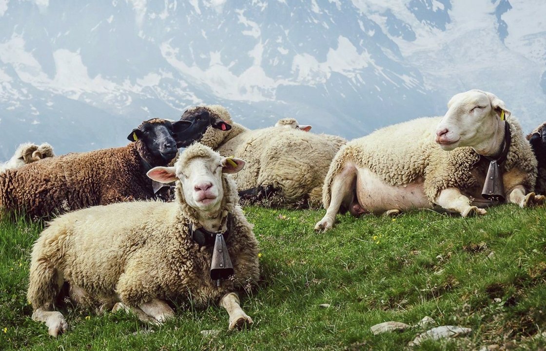 Баран породы архаромеринос