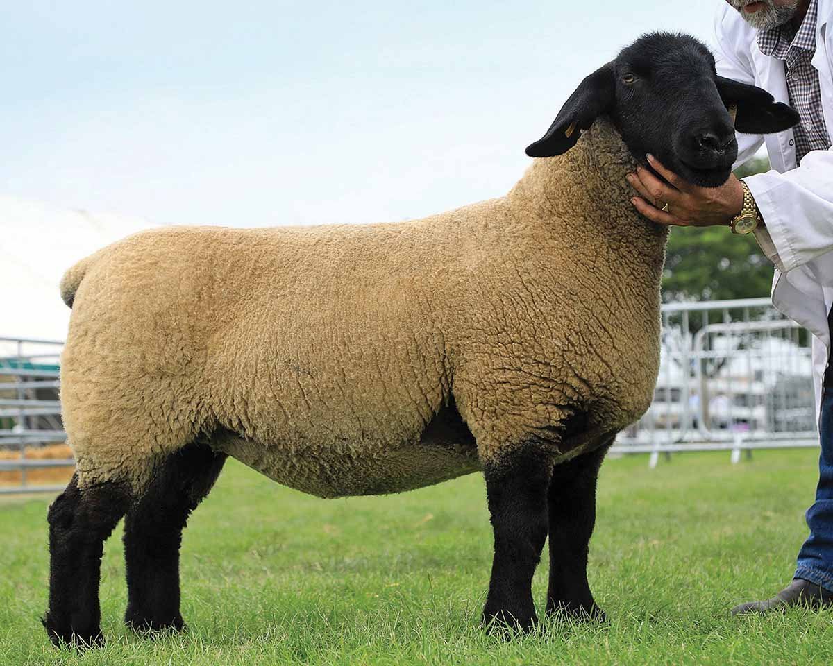 Эдильбаевская порода