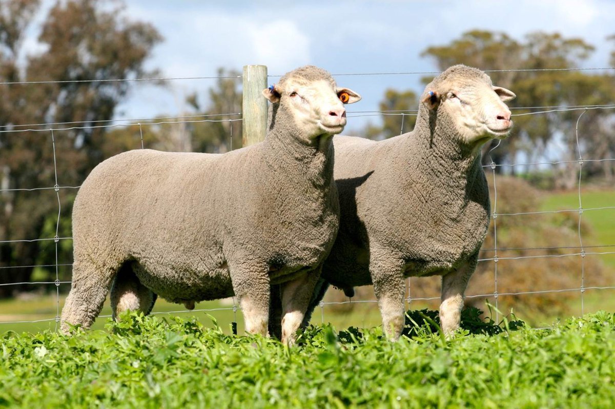 Овцеводство в горах Дагестана