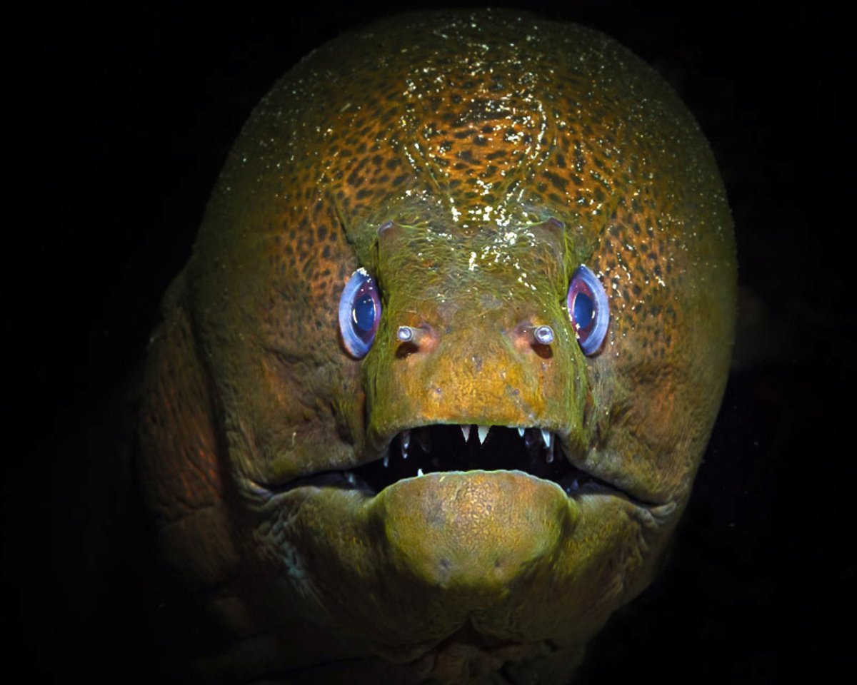 Мурена Ганнибал