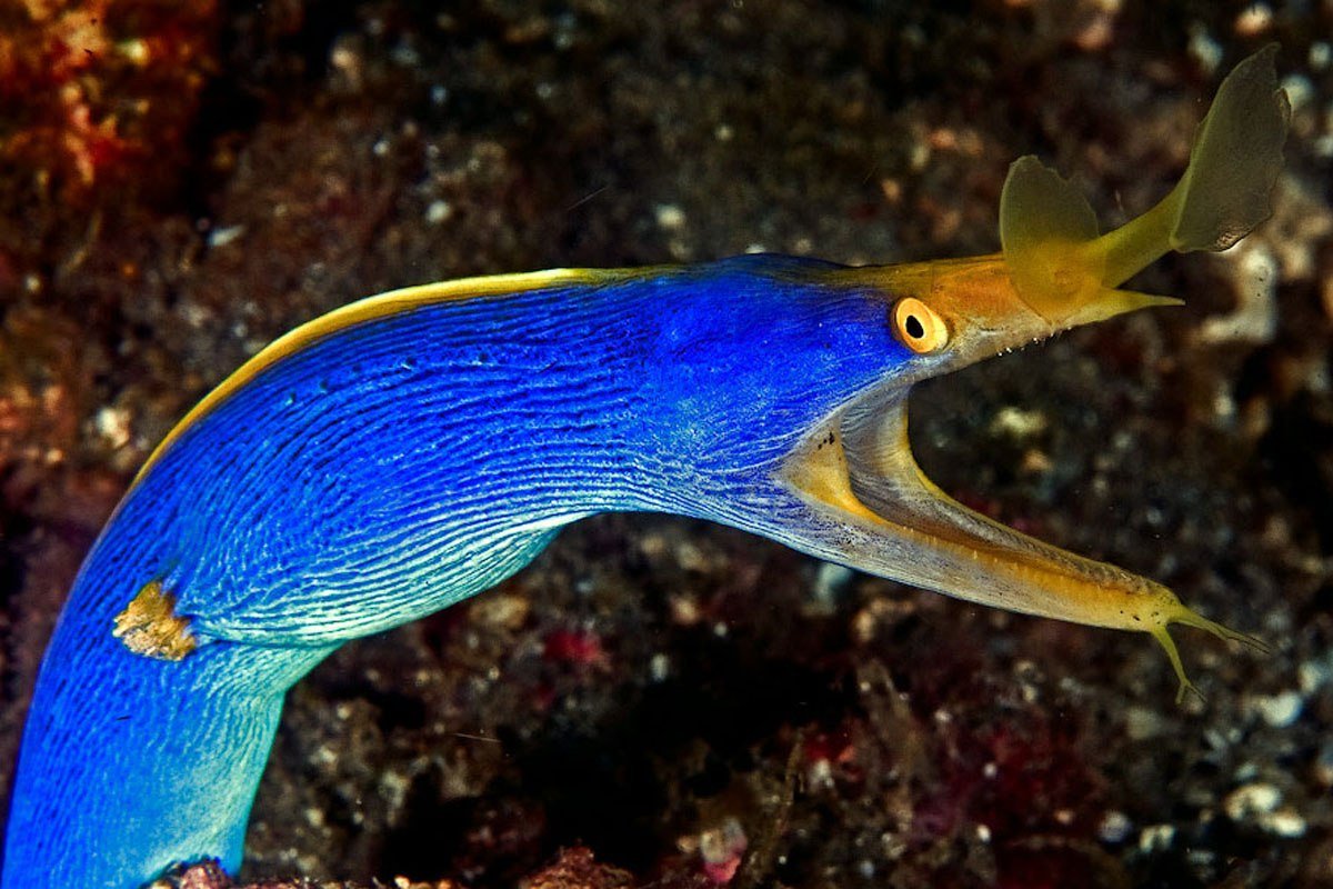 Мурена морская ленточная