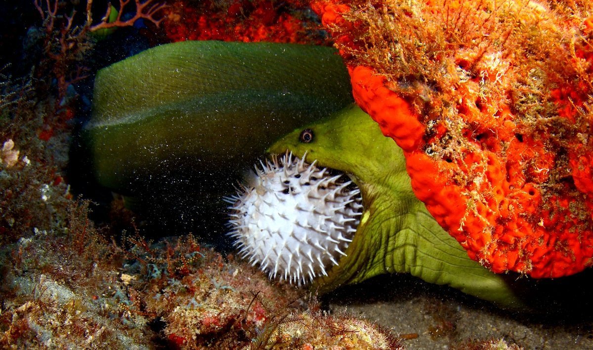 Рыбы еж мурена