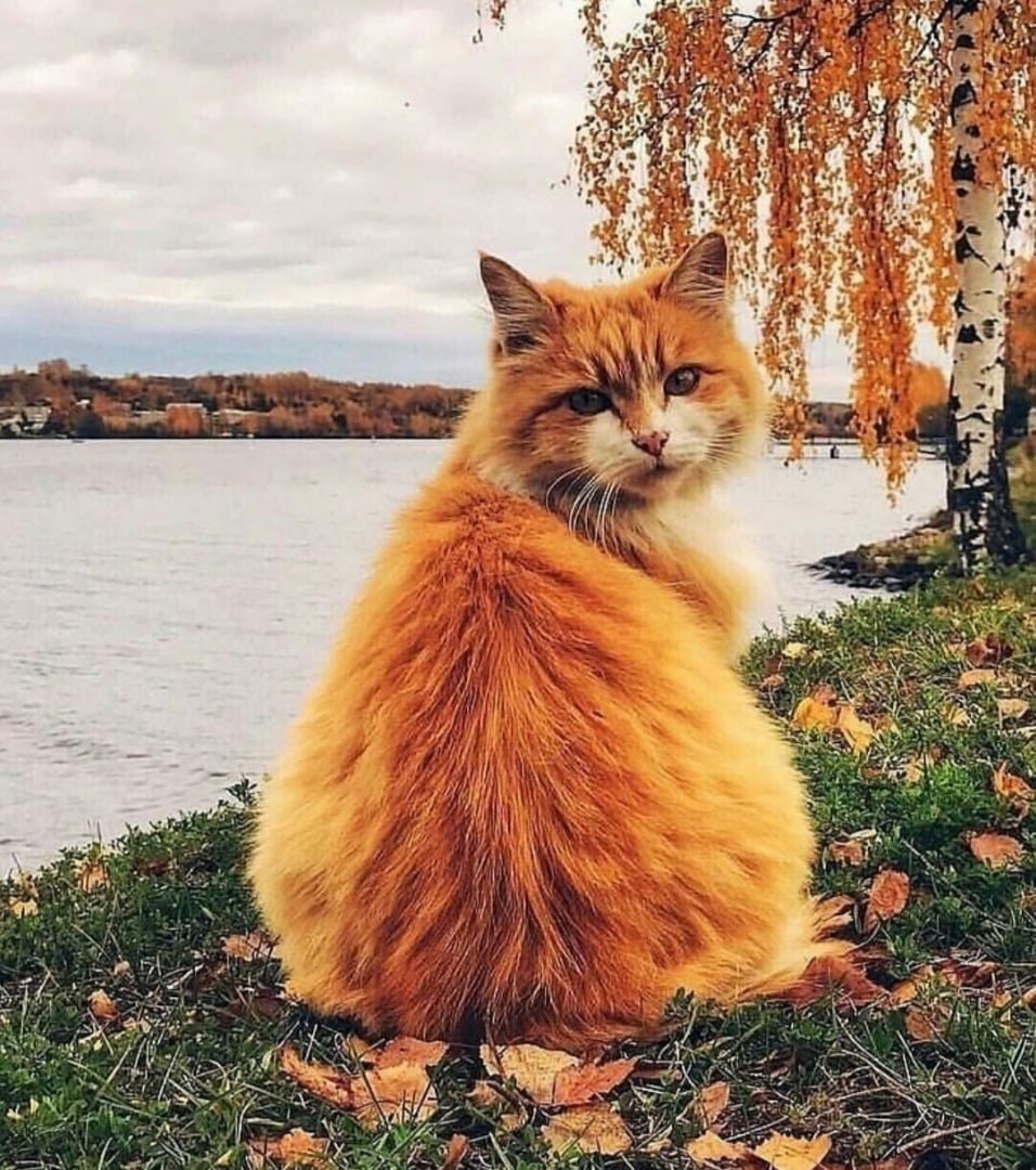 Осенним утром бы поспать