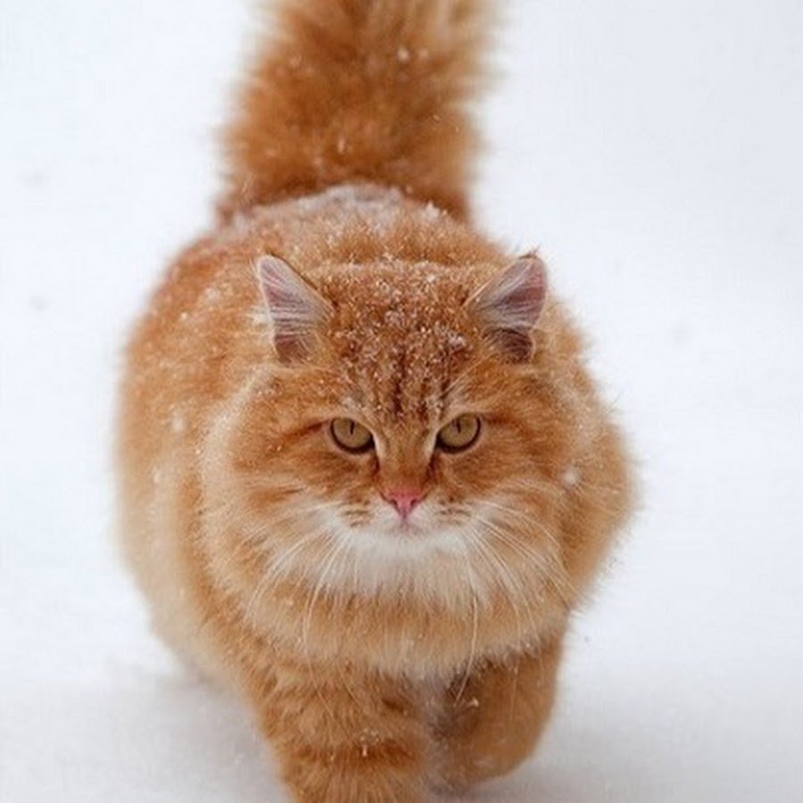 Сибирская кошка рыжая короткошерстная