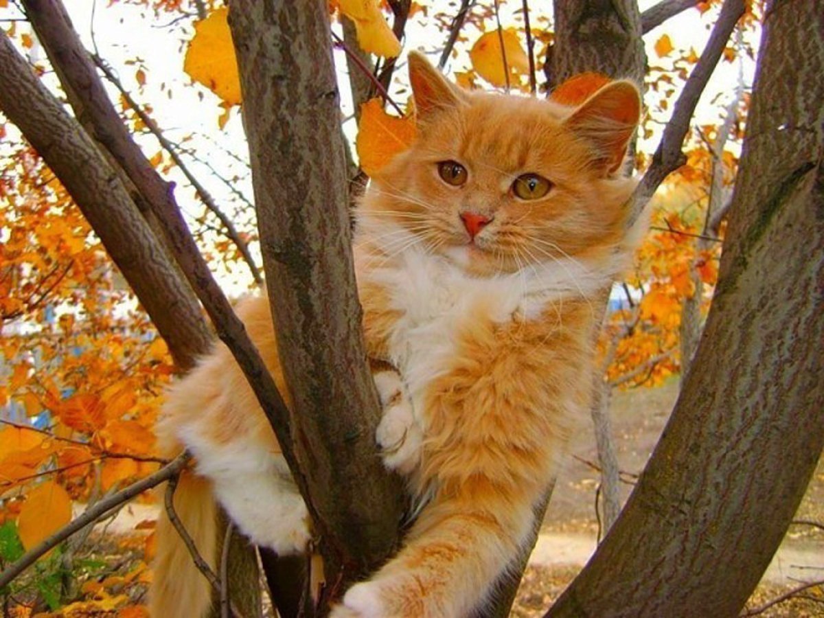 Рыжий кот осенью