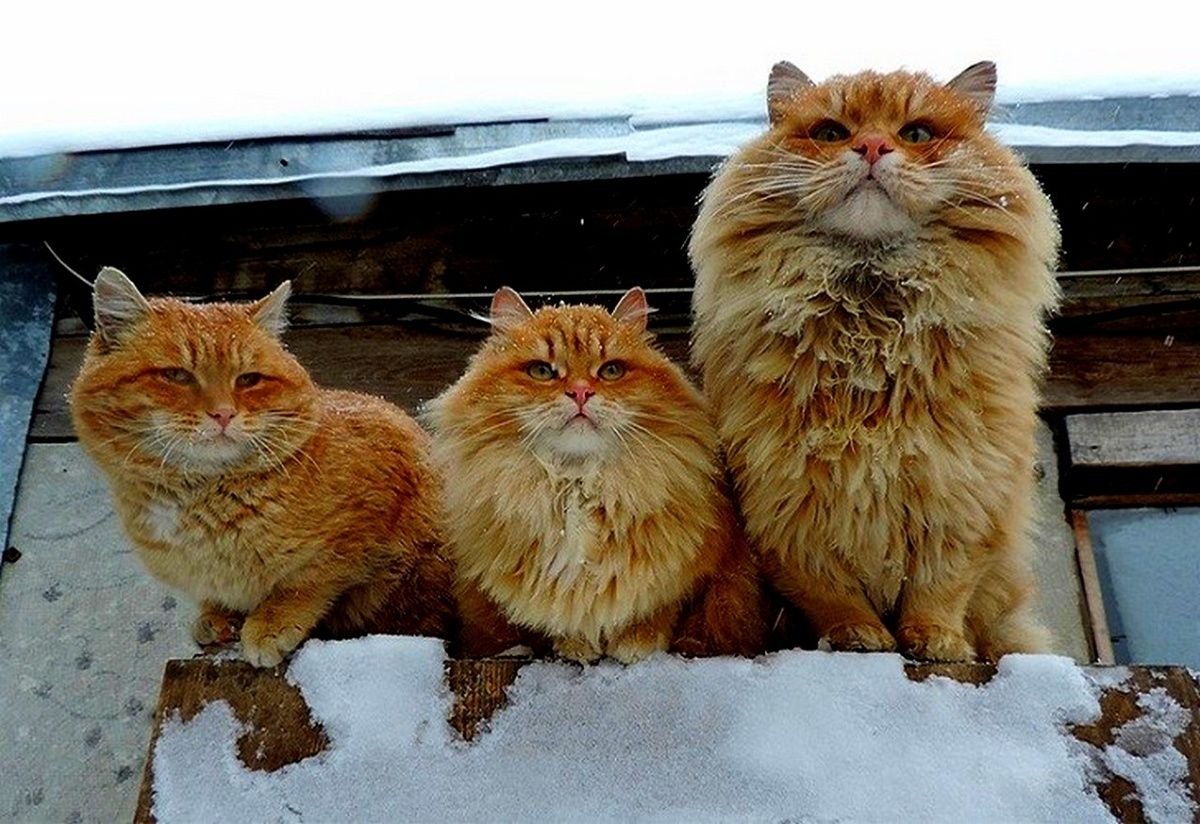 Кошляндия Аллы Лебедевой