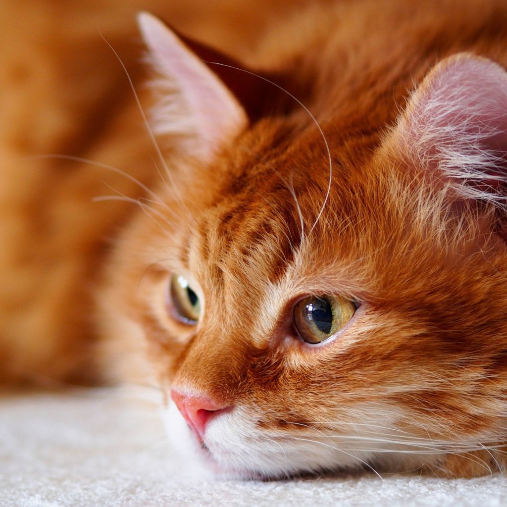 Рыжий котик