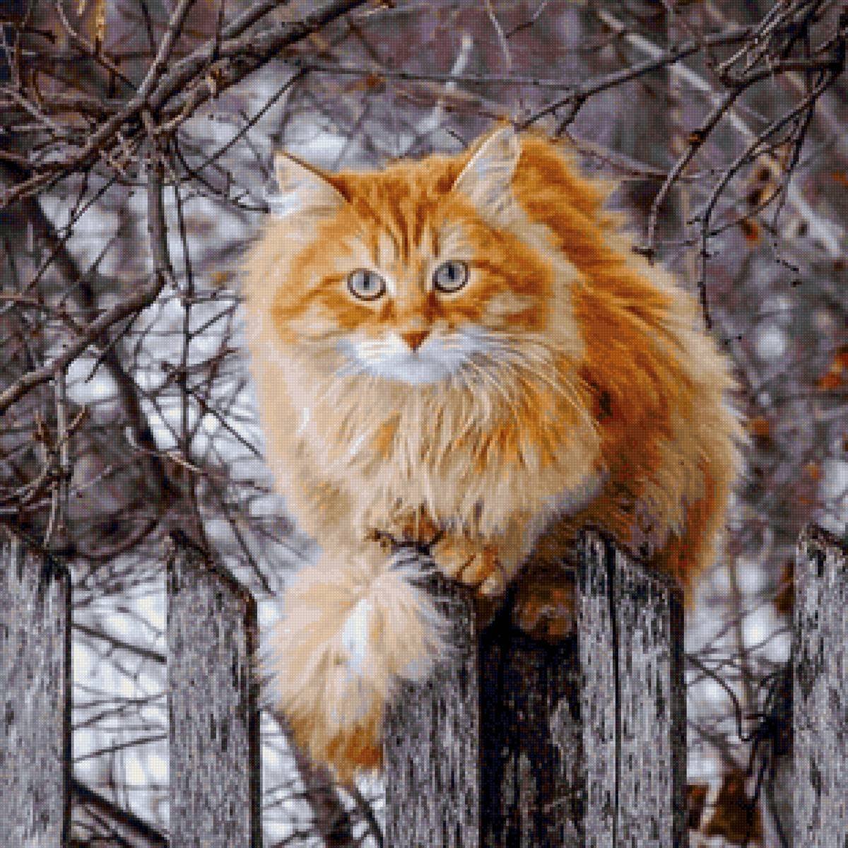 Сибирские коты рыжие