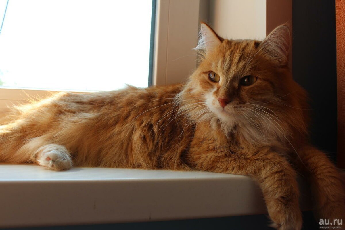 Сибирские коты рыжие