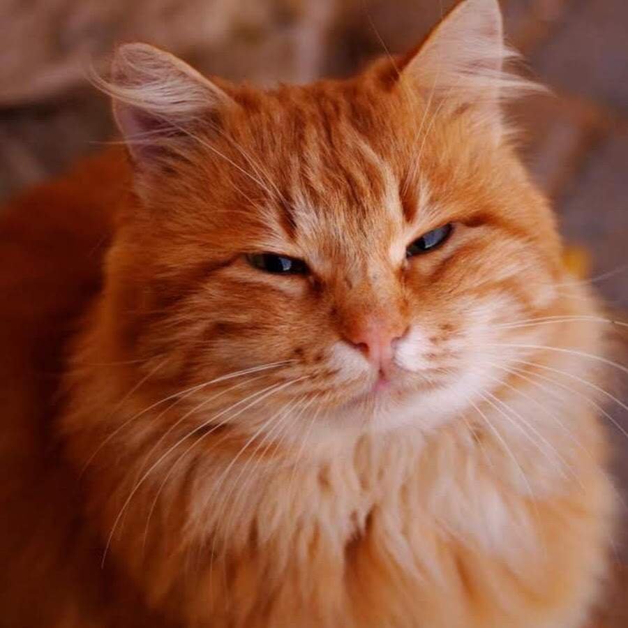 Довольный рыжий кот