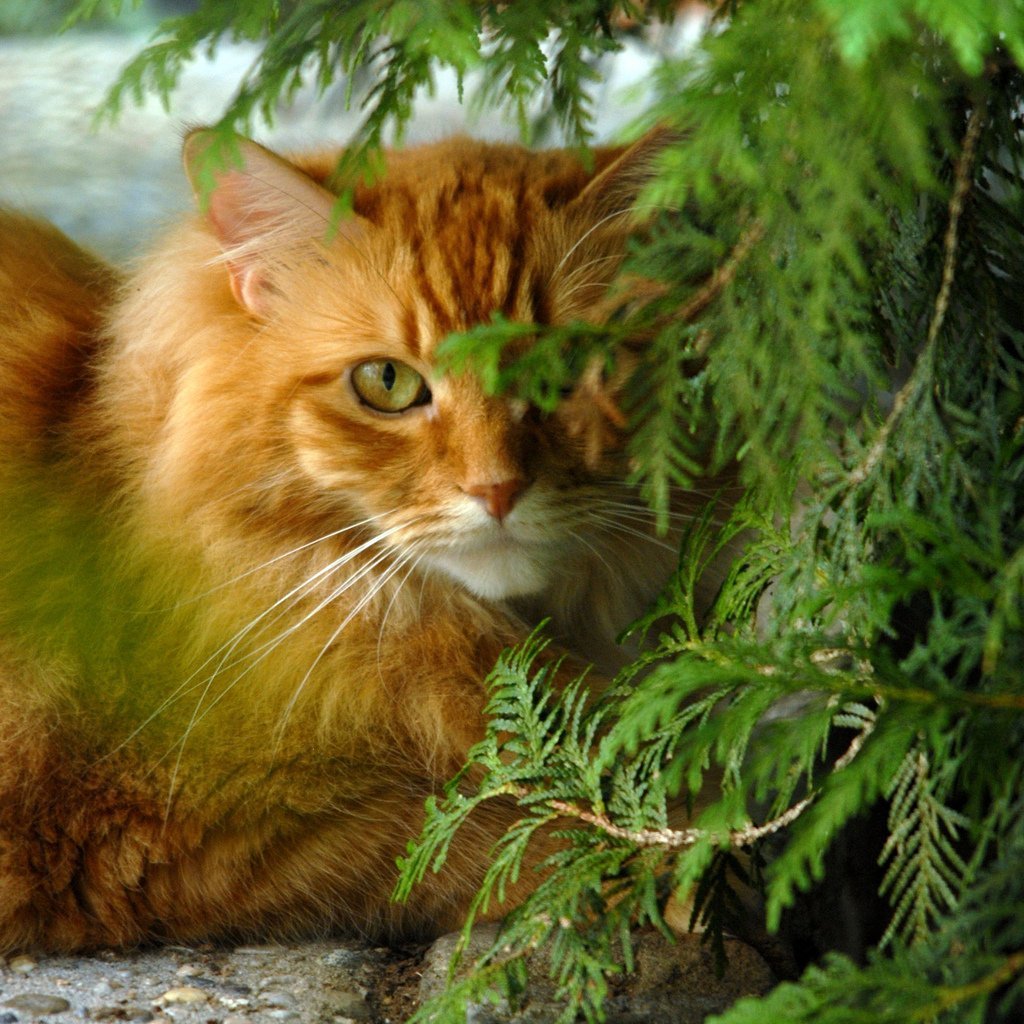 Рыжий длинношерстный Сибирский кот